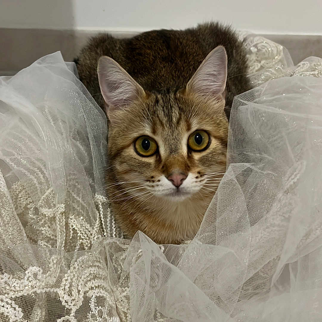 Kyubi participe au concours pour gagner de l'argent avec cette photo : cat, tabby, pet, animal, feline, fur, whiskers, ears, eyes, face, lace, fabric, texture, indoor, cute, curious, resting, soft, closeup, portrait