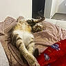 Kyubi participe au concours pour gagner de l'argent avec cette photo : cat, tabby_cat, feline, pet, indoor, blanket, cozy, relaxed, stretching, fur, animal, cute, soft, resting, nap, home, comfort, laying, pink_blanket, red_blanket