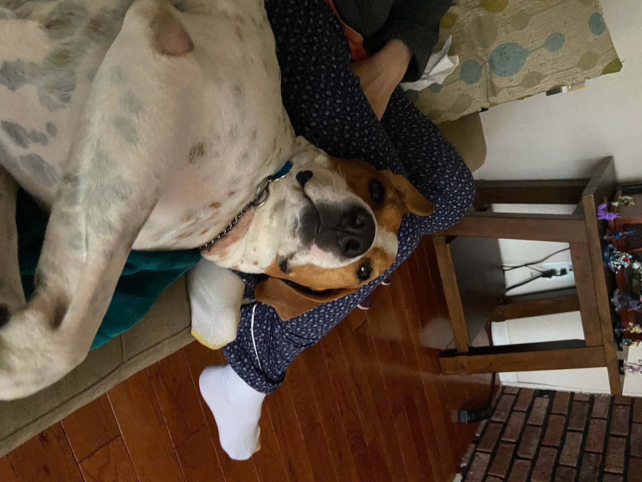 Sarge is registered to the contest to win money with this photo: canidae, carnivore, comfort, companion_dog, dog, dog_breed, dog_collar, fawn, floor, flooring, fur, hardwood, human_leg, pattern, pet_supply, snout, sporting_group, wood, wood_flooring, working_animal