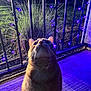 cat, orange_tabby, night, purple_lights, string_lights, metal_railings, concrete_floor, outdoor, curious, looking_up, whiskers, feline, pet, animal, grass, shadow, illuminated, closeup, evening, background