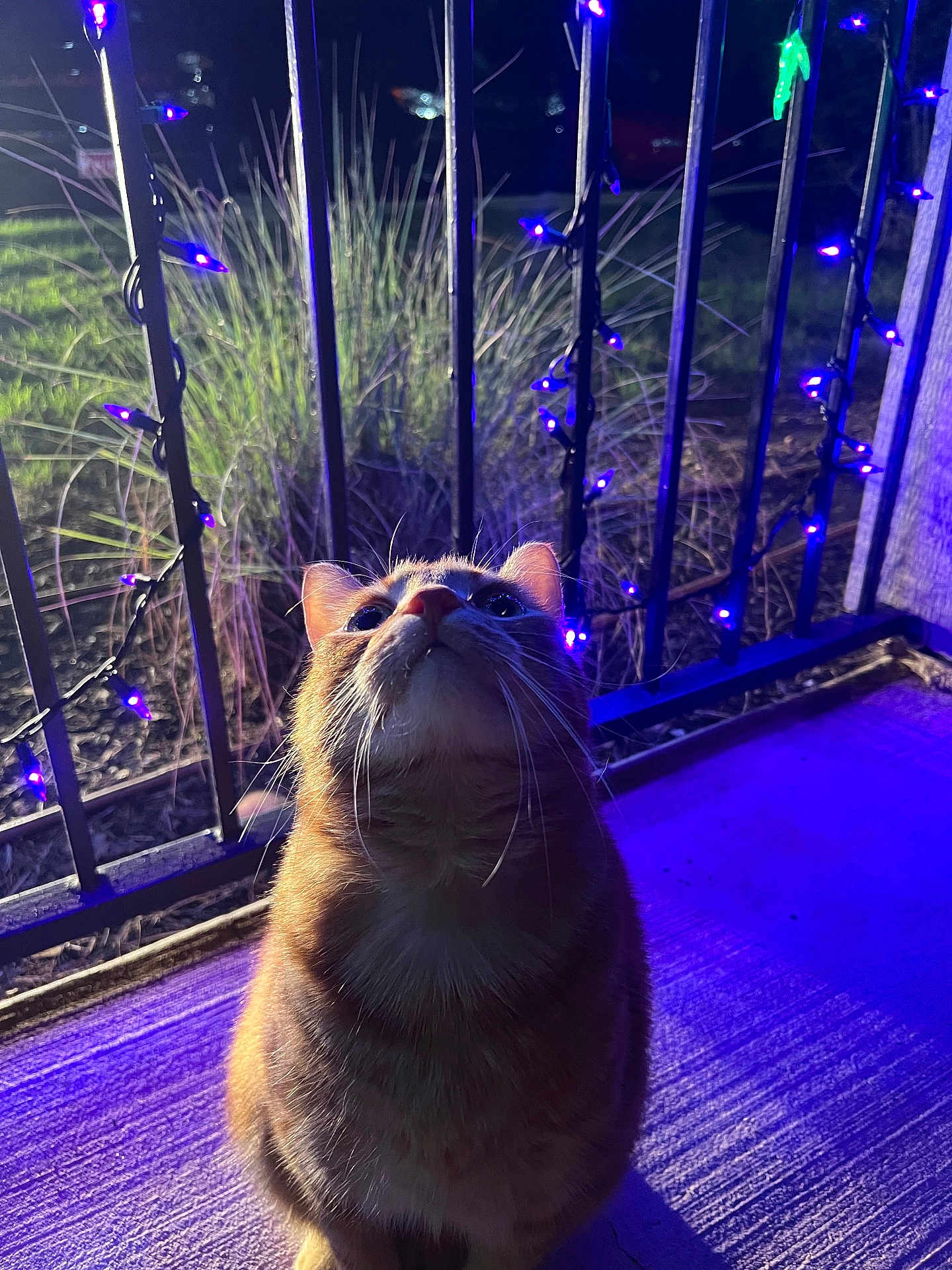 Garfield is registered to the contest to win money with this photo: cat, orange_tabby, night, purple_lights, string_lights, metal_railings, concrete_floor, outdoor, curious, looking_up, whiskers, feline, pet, animal, grass, shadow, illuminated, closeup, evening, background