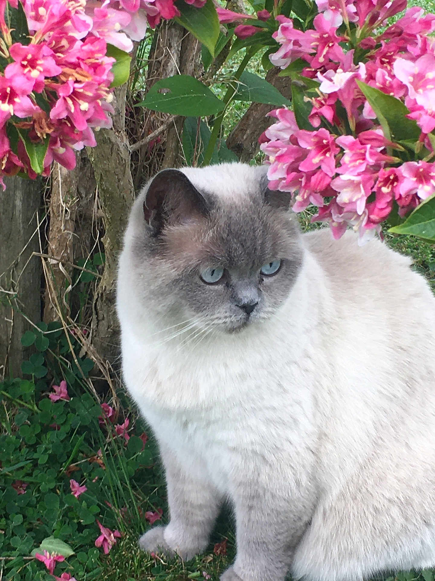 Milka participe au concours pour gagner de l'argent avec cette photo : cat, blue_eyes, fluffy, garden, pink_flowers, grass, greenery, nature, outdoor, animal, pet, fur, tree_trunk, leaves, plant, sitting, cute, mammal, whiskers, serene