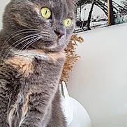 Molly participe au concours pour gagner de l'argent avec cette photo : cat, tortoiseshell, yellow_eyes, indoor, table, plant, dried_plant, photograph, eiffel_tower, white_surface, pet, feline, closeup, portrait, domestic_cat, fur, whiskers, animal, decor, still_life