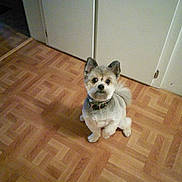 Rosco is registered to the contest to win money with this photo: dog, small_dog, pet, indoor, wooden_floor, parquet, door, white_door, collar, fur, cute, animal, domestic_animal, floor, looking_up, sitting, curious, home, companion, groomed