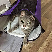Romeo joined the competition — help win amazing prizes! cat, gray_cat, green_eyes, pet_carrier, purple, cozy, soft_lining, wooden_floor, indoor, curious, alert, pet, animal, feline, resting, looking_up, cute, domestic_cat, whiskers, ears