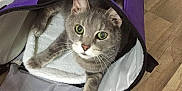 Romeo joined the competition — help win amazing prizes! alert, animal, cat, cozy, curious, cute, domestic_cat, ears, feline, gray_cat, green_eyes, indoor, looking_up, pet, pet_carrier, purple, resting, soft_lining, whiskers, wooden_floor