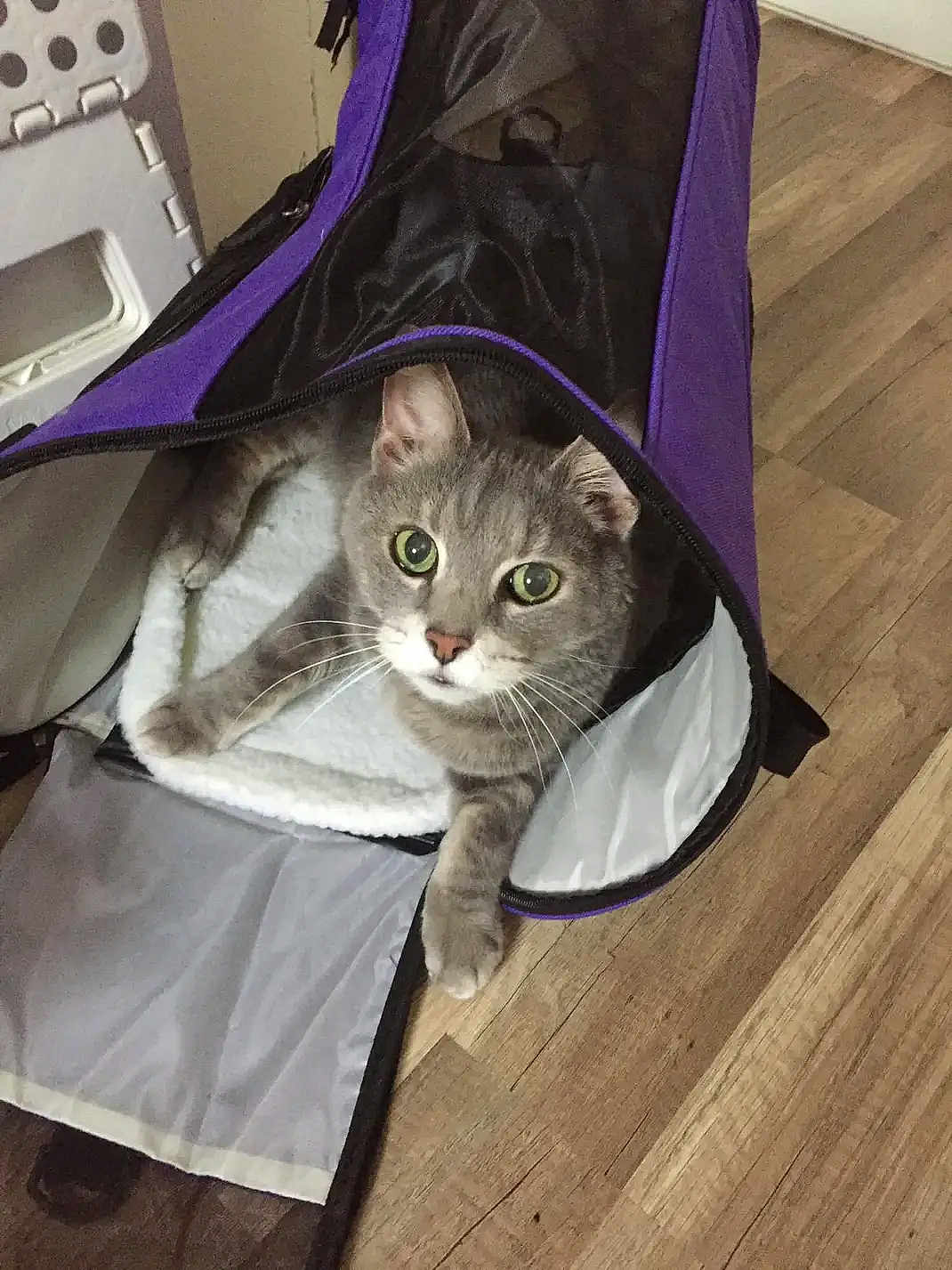 Romeo joined the competition — help win amazing prizes! cat, gray_cat, green_eyes, pet_carrier, purple, cozy, soft_lining, wooden_floor, indoor, curious, alert, pet, animal, feline, resting, looking_up, cute, domestic_cat, whiskers, ears