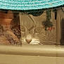Romeo is registered to the contest to win money with this photo: animal, blue, blurred_background, cat, closeup, curious, eyes, face, feline, glass, hat, indoor, looking, nose, pet, reflection, soft_light, texture, whiskers, window