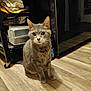 Romeo is registered to the contest to win money with this photo: appliance, cat, curious, domestic, ears, eyes, feline, flooring, fur, gray_tabby, indoor, kitchen, metal_trays, pet, reflection, shelving_unit, sitting, towels, whiskers, wooden_floor