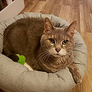 Romeo joined the competition — help win amazing prizes! animal, cat, closeup, comfortable, cozy, cute, domestic_cat, ears, feline, fur, gray_cat, green_eyes, indoor, looking, pet, pet_bed, resting, toy, whiskers, wooden_floor