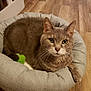 animal, cat, closeup, comfortable, cozy, cute, domestic_cat, ears, feline, fur, gray_cat, green_eyes, indoor, looking, pet, pet_bed, resting, toy, whiskers, wooden_floor