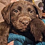 Bear is registered to the contest to win money with this photo: puppy, dog, chocolate_labrador, close_up, cute, pet, animal, fur, face, paw, blanket, cozy, snuggling, indoor, portrait, young, adorable, sleepy, brown, soft
