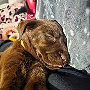 Bear is registered to the contest to win money with this photo: animal, blanket, brown_fur, close_up, companion, cozy, cute, dog, domestic_animal, fur, indoors, peaceful, pet, puppy, resting, sleeping, snuggle, soft_texture, tongue_out, young_dog