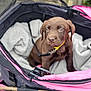 Bear is registered to the contest to win money with this photo: puppy, dog, labrador, brown, pet, stroller, blanket, leash, collar, outdoor, canine, young_animal, fur, pet_accessory, animal, cute, sitting, closeup, young, cozy