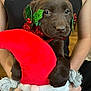 Bear is registered to the contest to win money with this photo: adorable, animal, black_tank_top, chocolate_labrador, christmas, close_up, cute, dog, festive, hands, holiday, holly_decorations, indoor, person, pet, plush_toy, puppy, santa_hat, toy, watch