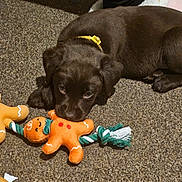 Bear joined the competition — help win amazing prizes! puppy, dog, toy, plush_toy, gingerbread_man, rope_toy, carpet, brown, collar, pet, lying_down, indoor, footwear, slipper, human_leg, cute, playful, young_dog, pet_accessory, floor