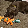 puppy, dog, toy, plush_toy, gingerbread_man, rope_toy, carpet, brown, collar, pet, lying_down, indoor, footwear, slipper, human_leg, cute, playful, young_dog, pet_accessory, floor