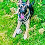 dog, german_shepherd, grass, outdoor, tongue_out, pet, animal, playful, baseball, collar, nature, greenery, summer, happy, canine, fur, ears, tongue, leisure, daylight