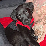Ariel a rejoint le concours — aidez-le/la à gagner de superbes lots ! puppy, dog, black_dog, pet, animal, cute, red_blanket, couch, indoor, floral_pillow, looking, fur, young_dog, resting, close-up, soft_texture, domestic_animal, companion, adorable, curious