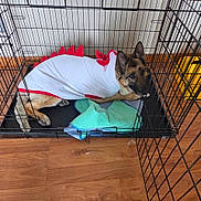 Ella joined the competition — help win amazing prizes! dog, german_shepherd, costume, dinosaur_costume, crate, pet, indoor, wood_floor, blanket, resting, animal, canine, cage, lying_down, furniture, guard_dog, pet_clothing, red, white, cozy
