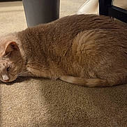 Kira joined the competition — help win amazing prizes! cat, sleeping, indoor, carpet, ginger_cat, feline, animal, resting, cozy, quiet, pet, fur, whiskers, relaxed, home, chair, shadow, floor, domestic_animal, calm