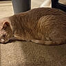 cat, sleeping, indoor, carpet, ginger_cat, feline, animal, resting, cozy, quiet, pet, fur, whiskers, relaxed, home, chair, shadow, floor, domestic_animal, calm