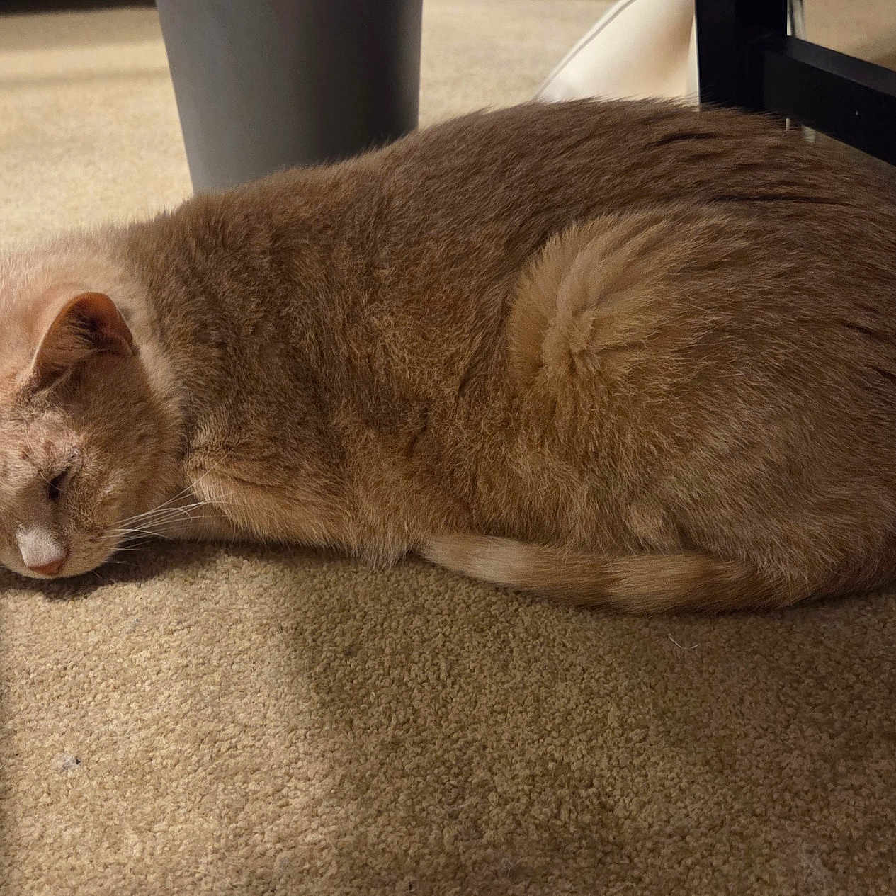 Kira joined the competition — help win amazing prizes! cat, sleeping, indoor, carpet, ginger_cat, feline, animal, resting, cozy, quiet, pet, fur, whiskers, relaxed, home, chair, shadow, floor, domestic_animal, calm