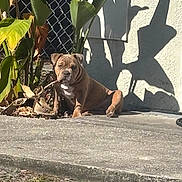 D'Usse is registered to the contest to win money with this photo: dog, plant, leaf, concrete, shadow, sunlight, outdoor, fence, wall, grass, nature, pet, animal, chewing, resting, sidewalk, daylight, brown_dog, shrubbery, background