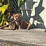 dog, plant, leaf, concrete, shadow, sunlight, outdoor, fence, wall, grass, nature, pet, animal, chewing, resting, sidewalk, daylight, brown_dog, shrubbery, background
