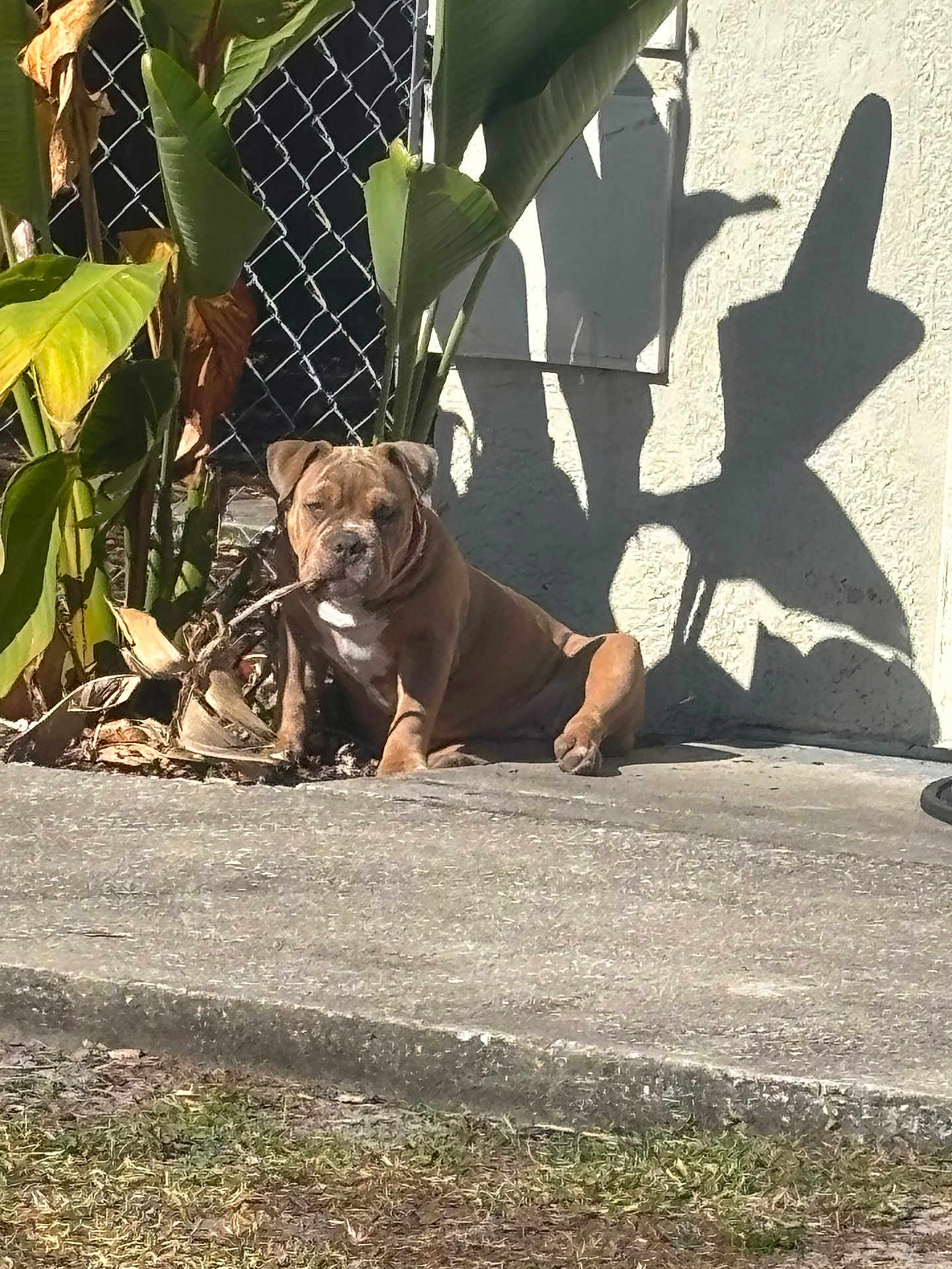 D'Usse is registered to the contest to win money with this photo: dog, plant, leaf, concrete, shadow, sunlight, outdoor, fence, wall, grass, nature, pet, animal, chewing, resting, sidewalk, daylight, brown_dog, shrubbery, background