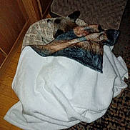 Brownie joined the competition — help win amazing prizes!