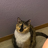 Sasha joined the competition — help win amazing prizes! cat, calico_cat, pet, indoor, floor, wall, curious, feline, animal, whiskers, ears, tail, sitting, looking_up, home, fur, domestic_animal, cute, alert, mammal