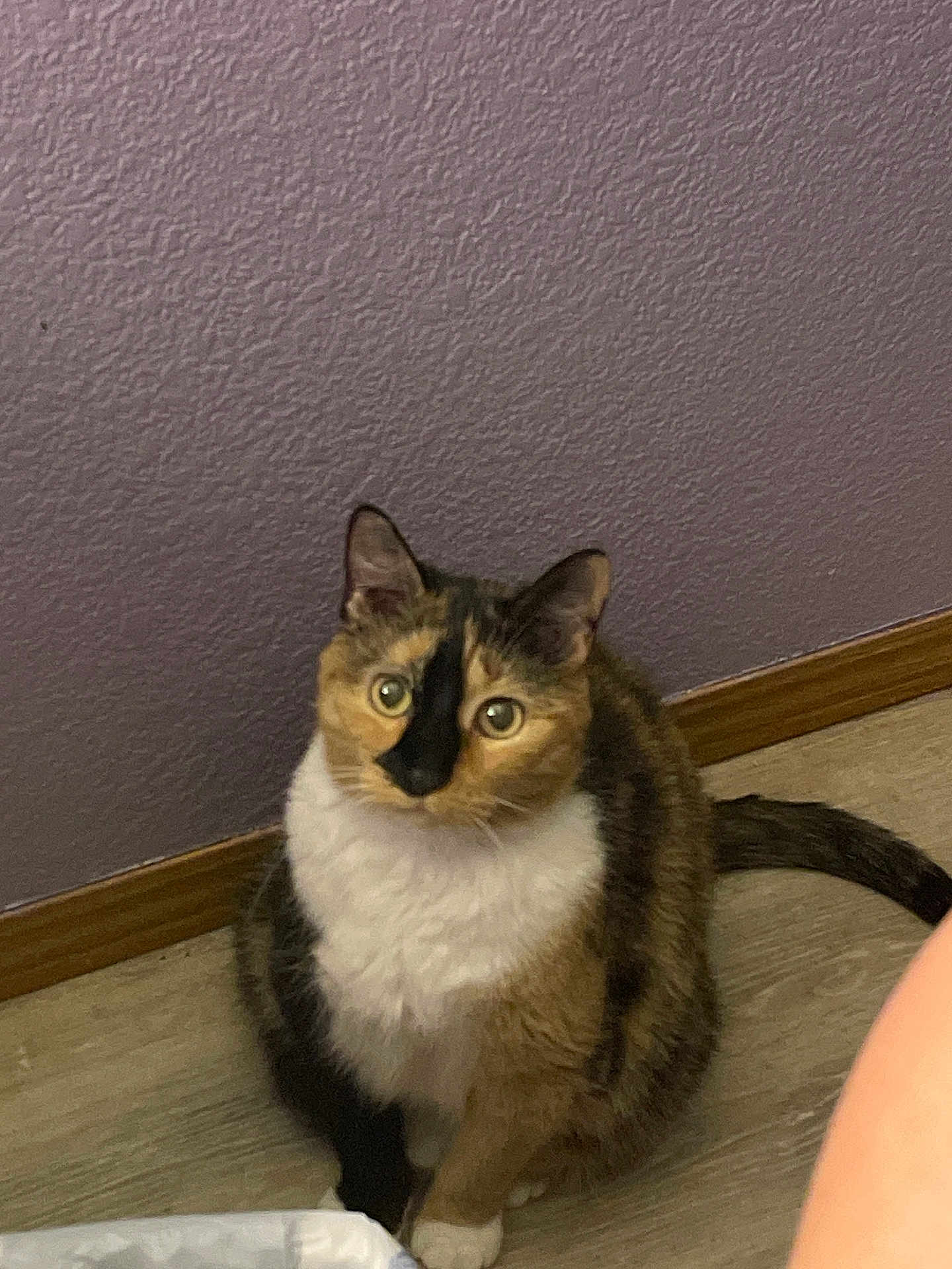 Sasha joined the competition — help win amazing prizes! cat, calico_cat, pet, indoor, floor, wall, curious, feline, animal, whiskers, ears, tail, sitting, looking_up, home, fur, domestic_animal, cute, alert, mammal