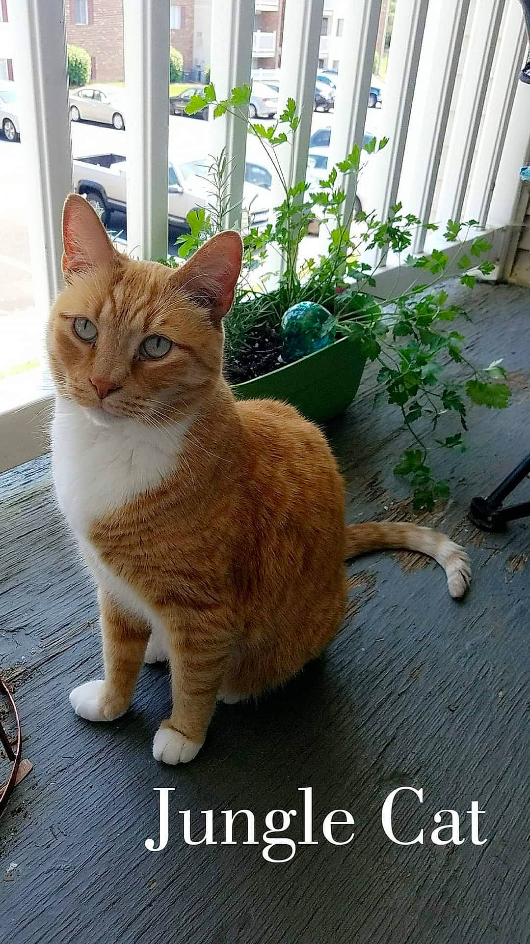 Patton joined the competition — help win amazing prizes! carnivore, cat, domestic_short_haired_cat, fawn, felidae, flooring, flowerpot, fur, grass, houseplant, plant, road_surface, sitting, small_to_medium_sized_cats, snout, tail, terrestrial_animal, tree, whiskers, wood