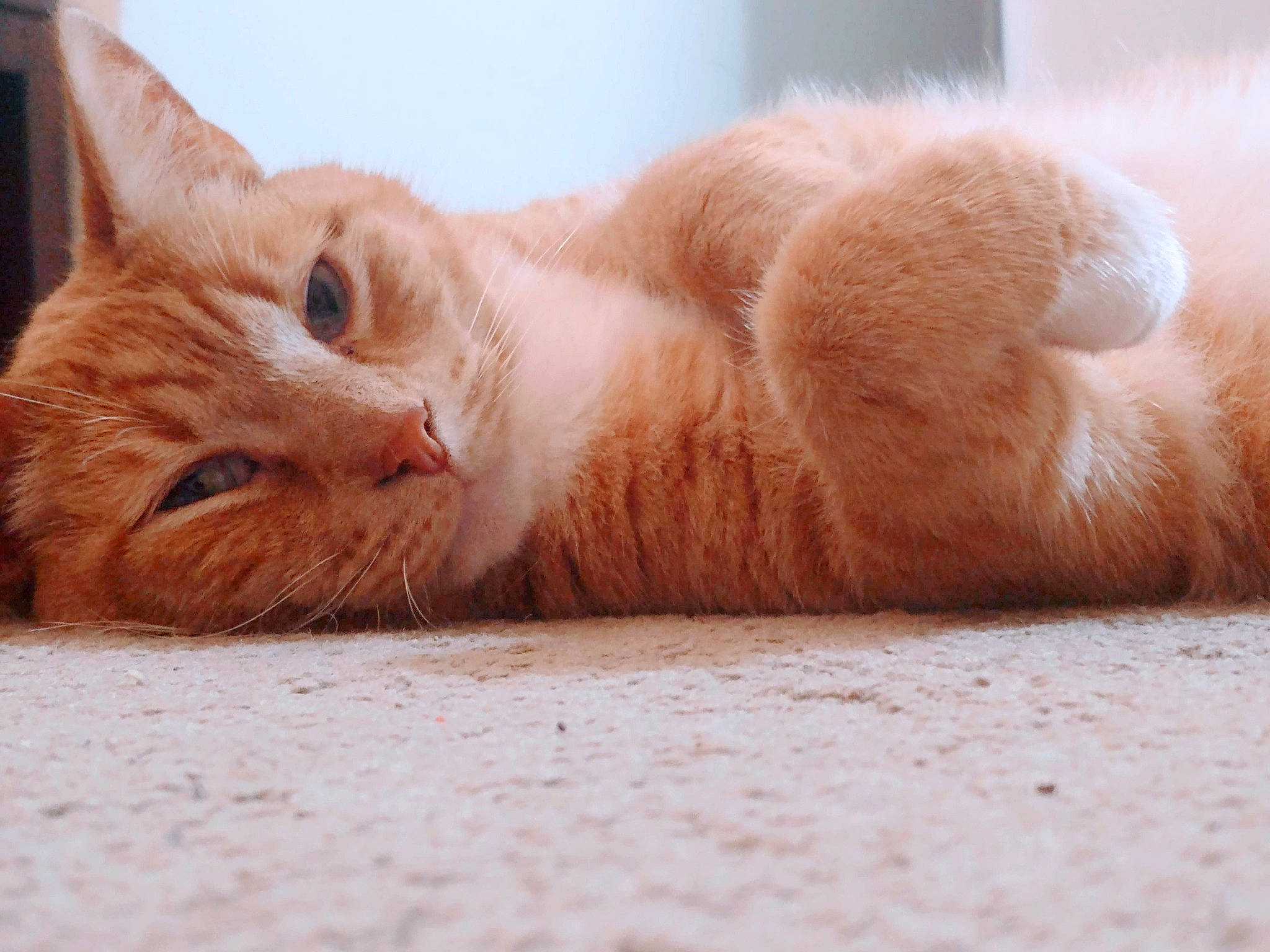 Patton is registered to the contest to win money with this photo: carnivore, cat, cat_bed, cat_supply, claw, comfort, domestic_short_haired_cat, fawn, felidae, fur, nap, paw, peach, small_to_medium_sized_cats, snout, tail, terrestrial_animal, whiskers, wood