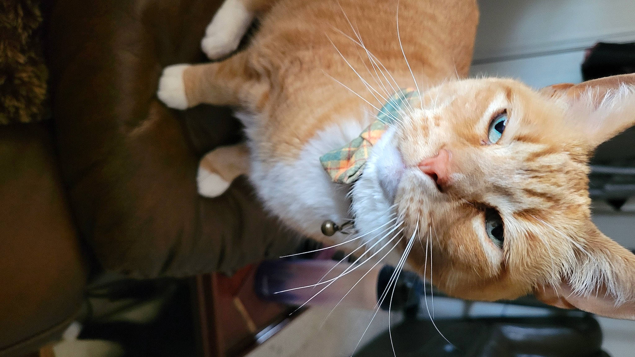 Patton is registered to the contest to win money with this photo: carnivore, cat, claw, collar, comfort, domestic_short_haired_cat, drinking, ear, fawn, felidae, fur, gesture, paw, small_to_medium_sized_cats, snout, tail, whiskers