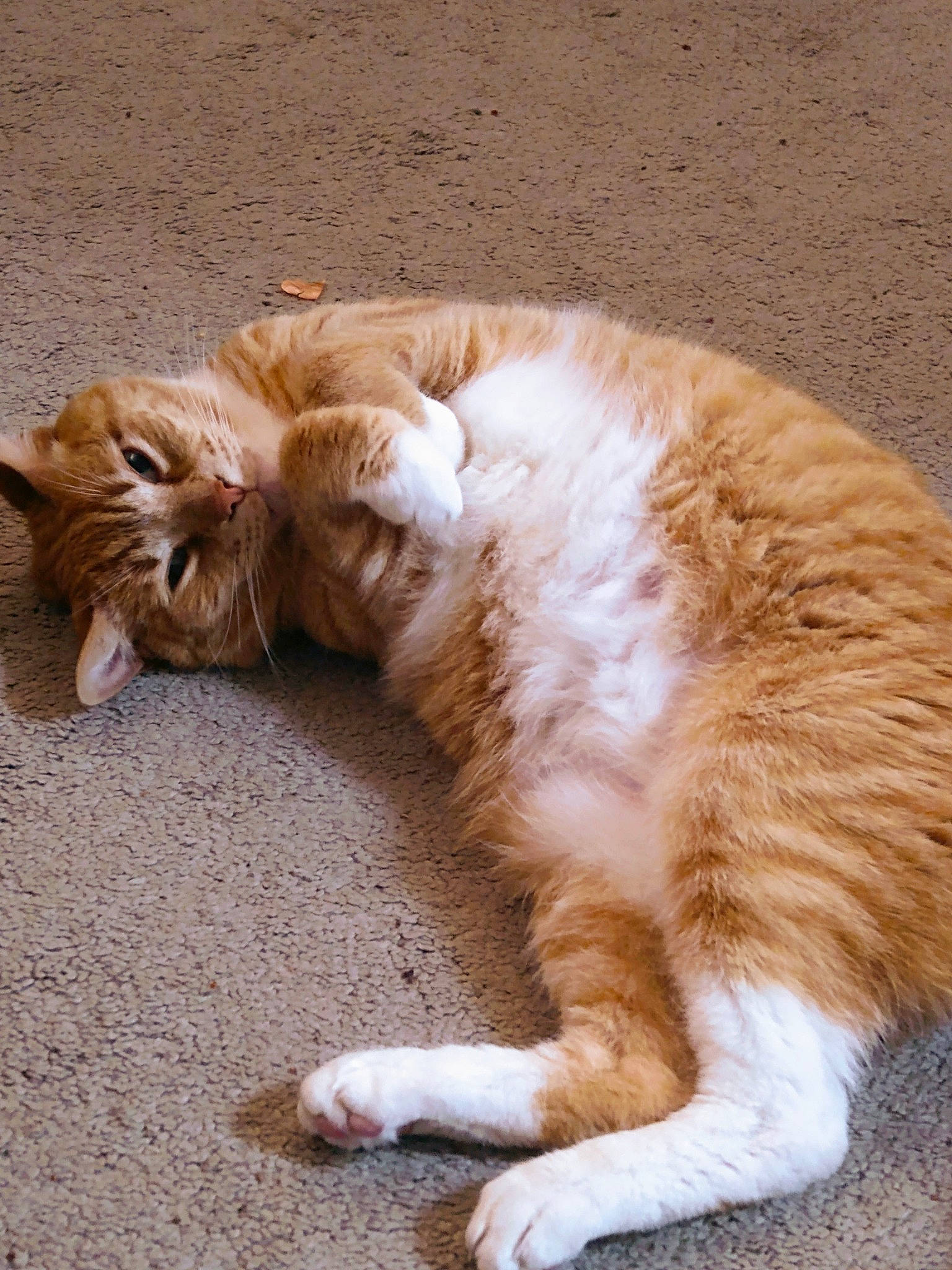 Patton is registered to the contest to win money with this photo: carnivore, cat, claw, comfort, companion_dog, dog_breed, domestic_short_haired_cat, fawn, felidae, flooring, foot, fur, human_leg, paw, small_to_medium_sized_cats, snout, tail, terrestrial_animal, toe, whiskers