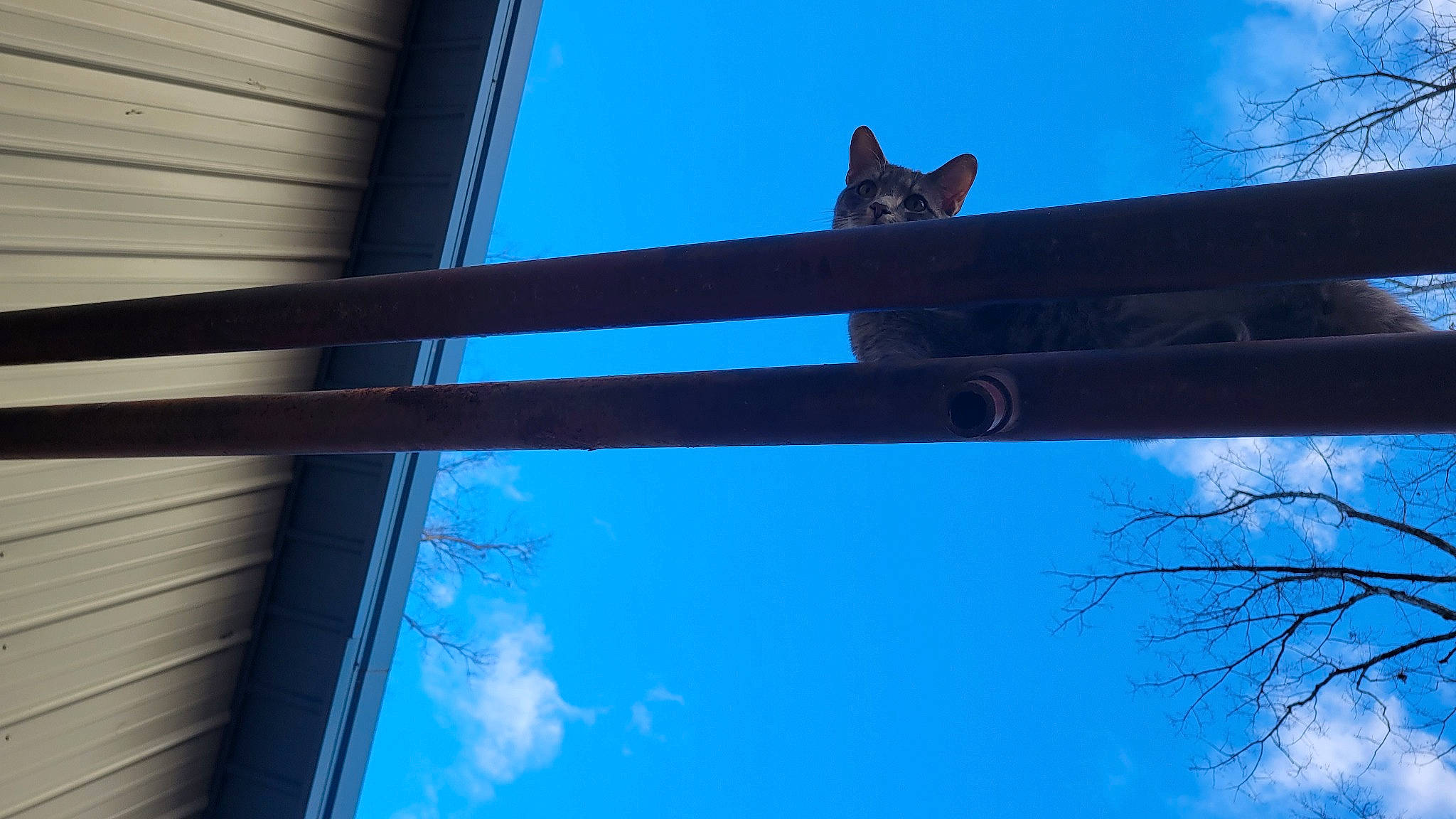 Shadow is registered to the contest to win money with this photo: azure, blue, building, carnivore, cat, cloud, electric_blue, felidae, house, light, line, roof, shade, sky, sunlight, tints_and_shades, tree, twig, window, wood