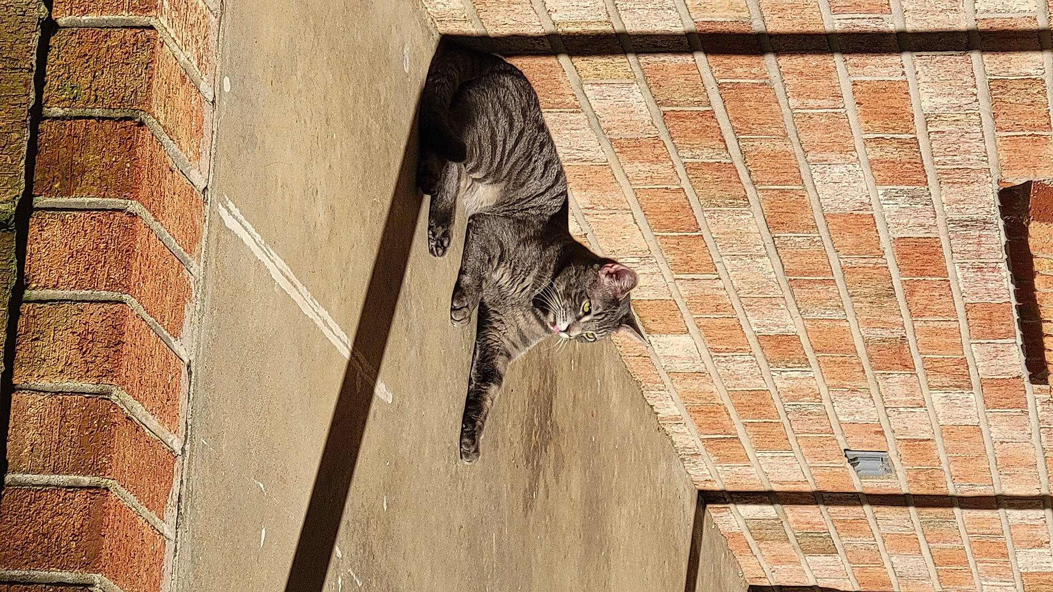 Shadow is registered to the contest to win money with this photo: art, brick, brickwork, building, building_material, carnivore, cat, door, facade, felidae, fur, pattern, sculpture, small_to_medium_sized_cats, snout, tail, terrestrial_animal, whiskers, window, wood