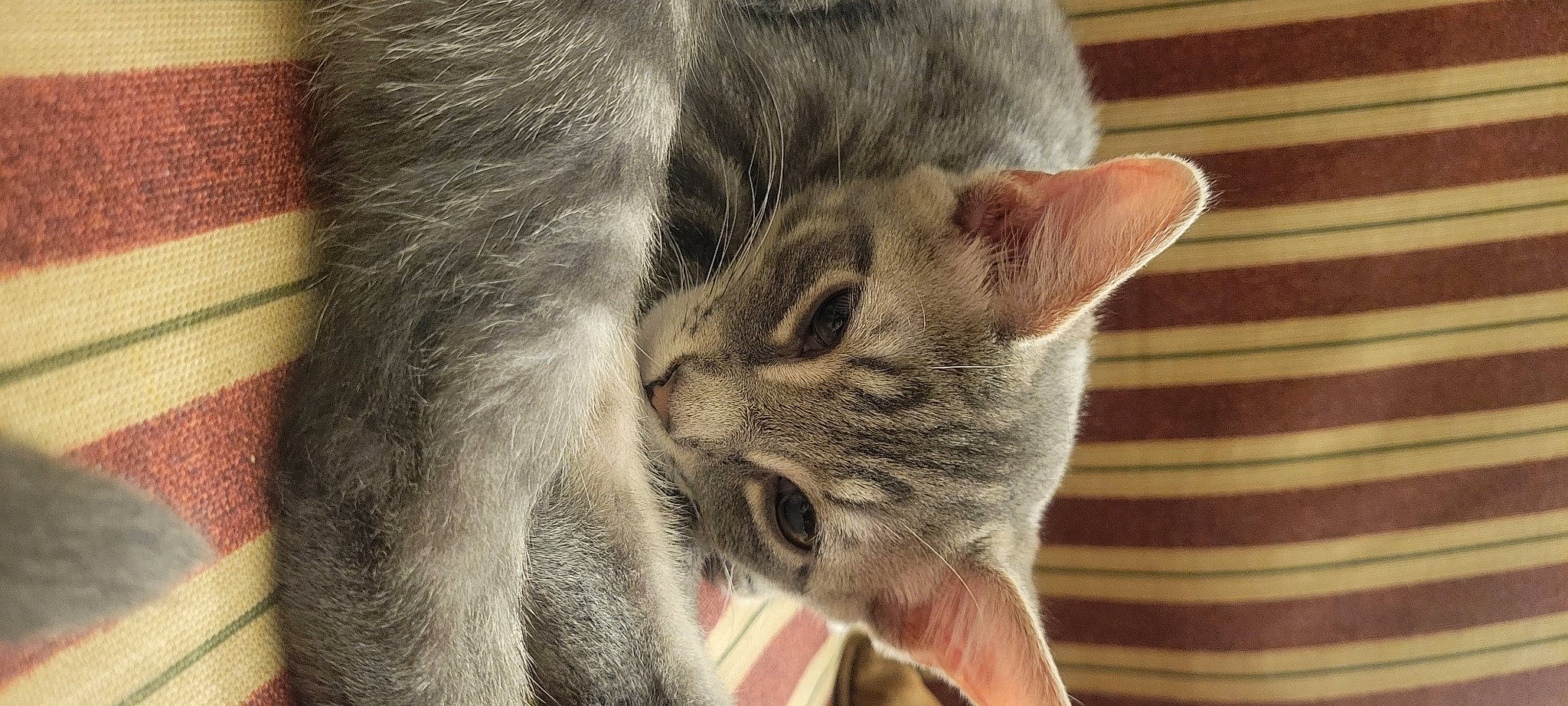 Shadow joined the competition — help win amazing prizes! carnivore, cat, cat_supply, claw, domestic_short_haired_cat, ear, felidae, fur, paw, small_to_medium_sized_cats, snout, terrestrial_animal, whiskers