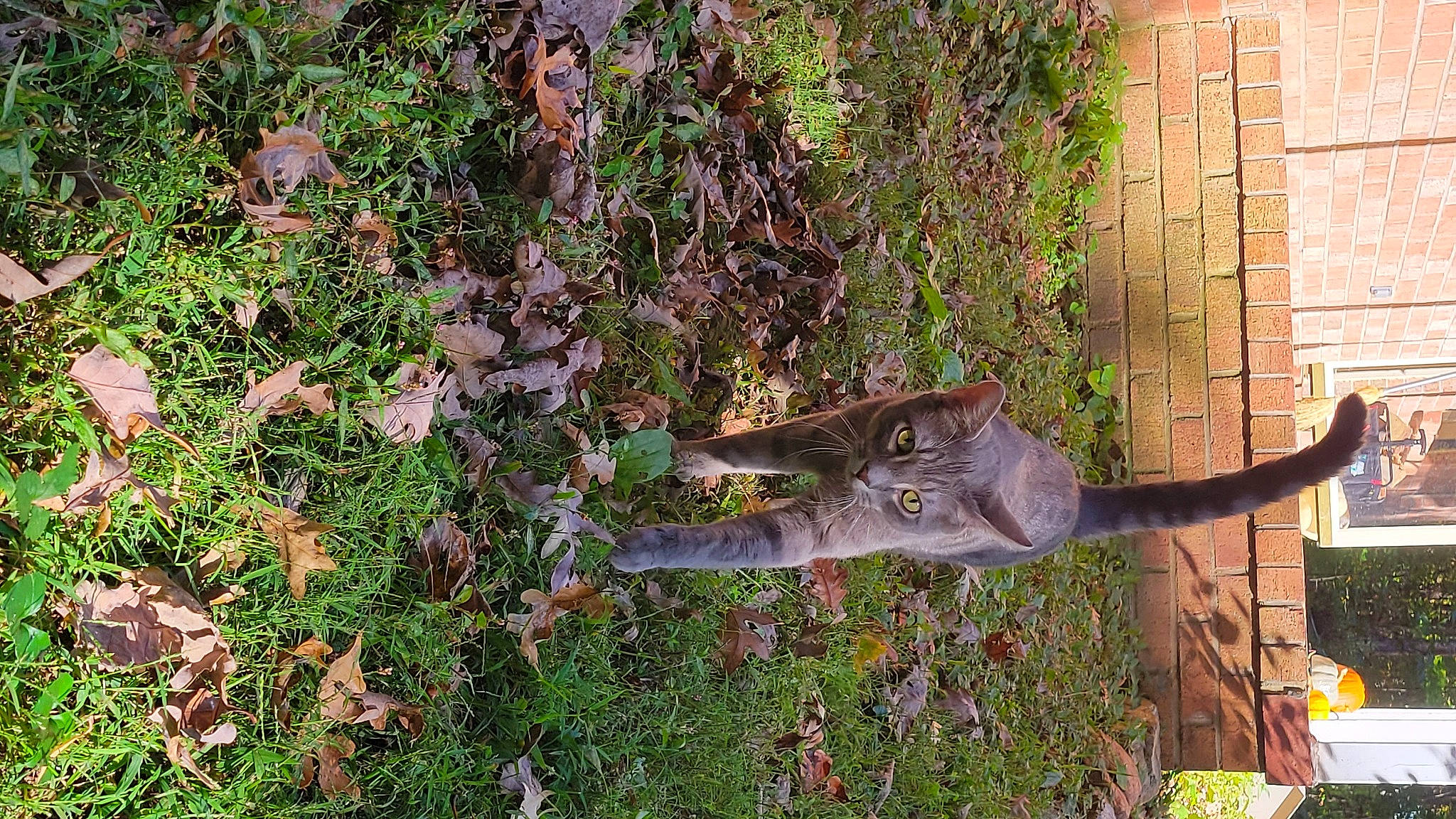 Shadow is registered to the contest to win money with this photo: art, cat, domestic_short_haired_cat, fawn, felidae, garden, grass, groundcover, herb, lawn_ornament, plant, sculpture, shrub, small_to_medium_sized_cats, statue, tail, terrestrial_animal, tree, wildlife, wood