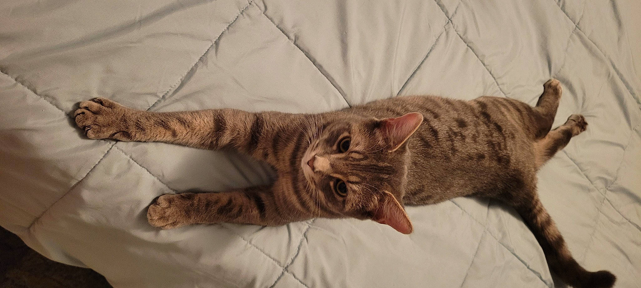 Shadow joined the competition — help win amazing prizes! carnivore, cat, claw, comfort, domestic_short_haired_cat, eye, fawn, felidae, fur, gesture, linens, paw, small_to_medium_sized_cats, snout, tail, terrestrial_animal, tree, whiskers, wildlife, wood