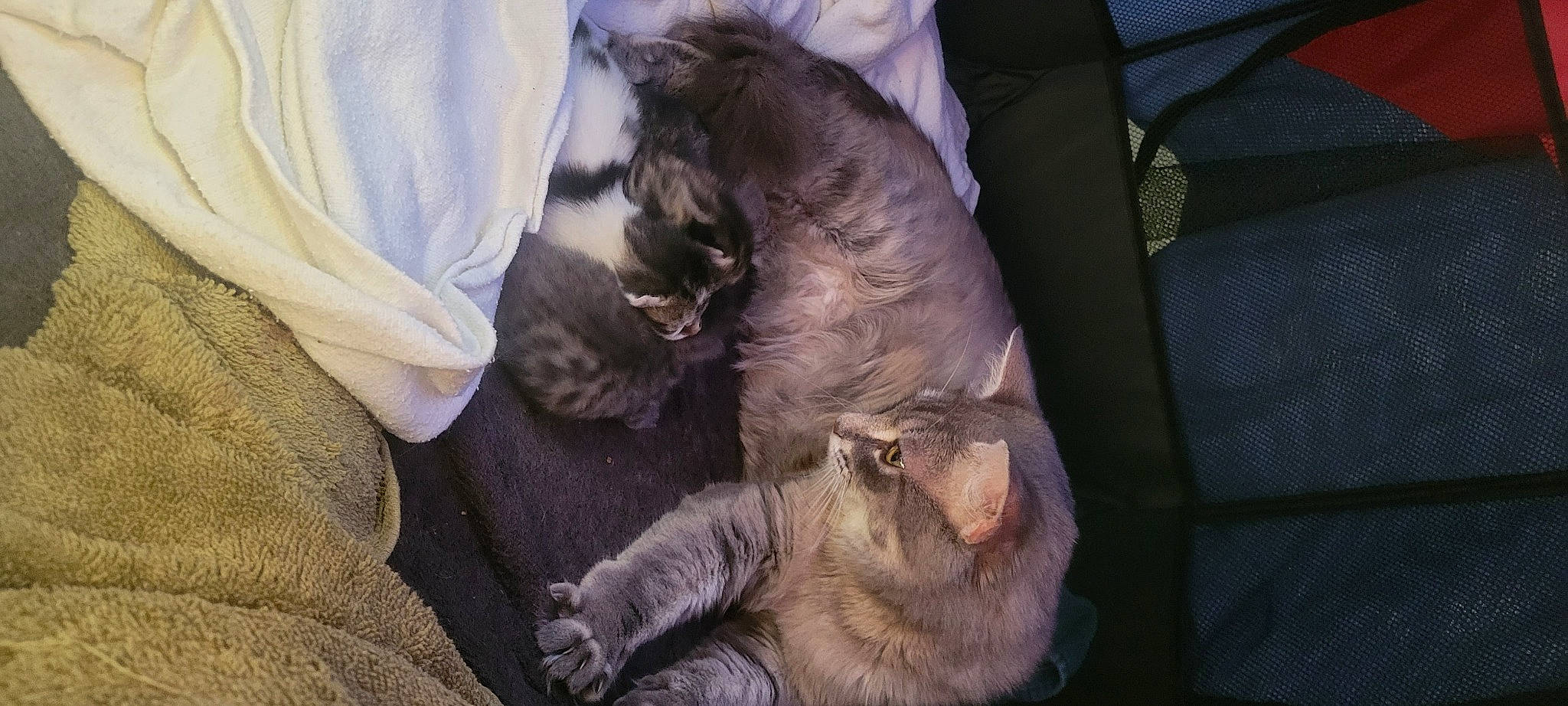 Penny joined the competition — help win amazing prizes! canidae, carnivore, cat, claw, comfort, domestic_short_haired_cat, fawn, felidae, formal_wear, fur, lap, nap, paw, small_to_medium_sized_cats, tail, terrestrial_animal, tie, whiskers