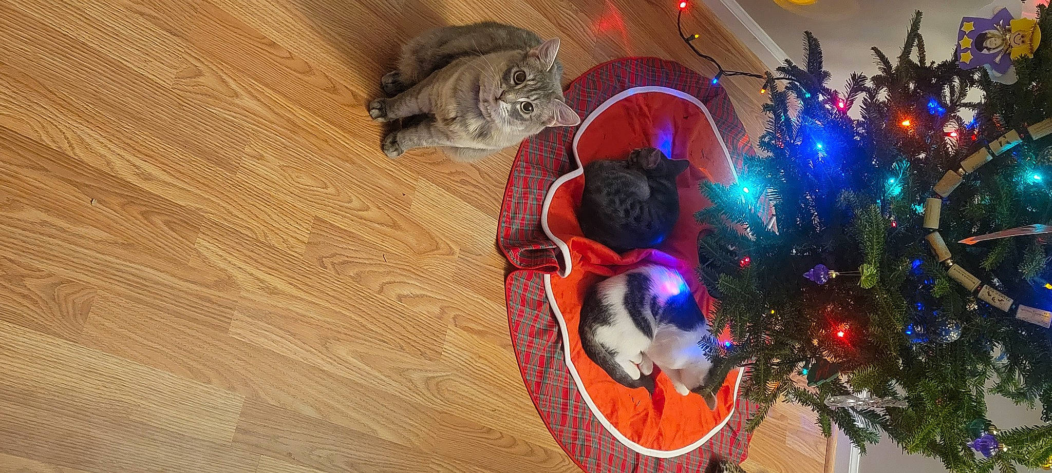 Penny is registered to the contest to win money with this photo: carnivore, cat, christmas, christmas_decoration, christmas_ornament, christmas_tree, electric_blue, event, fawn, felidae, hardwood, holiday, holiday_ornament, ornament, plant, small_to_medium_sized_cats, tree, window, wood, wood_stain