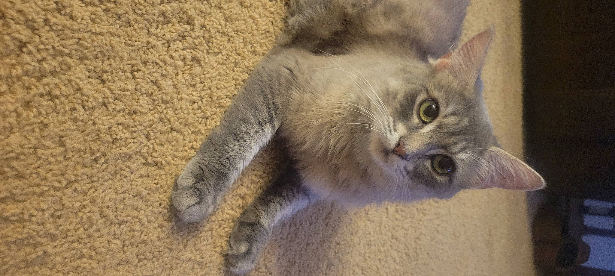 Penny is registered to the contest to win money with this photo: carnivore, cat, claw, domestic_short_haired_cat, fawn, felidae, fur, paw, small_to_medium_sized_cats, snout, soil, tail, terrestrial_animal, whiskers, wildlife