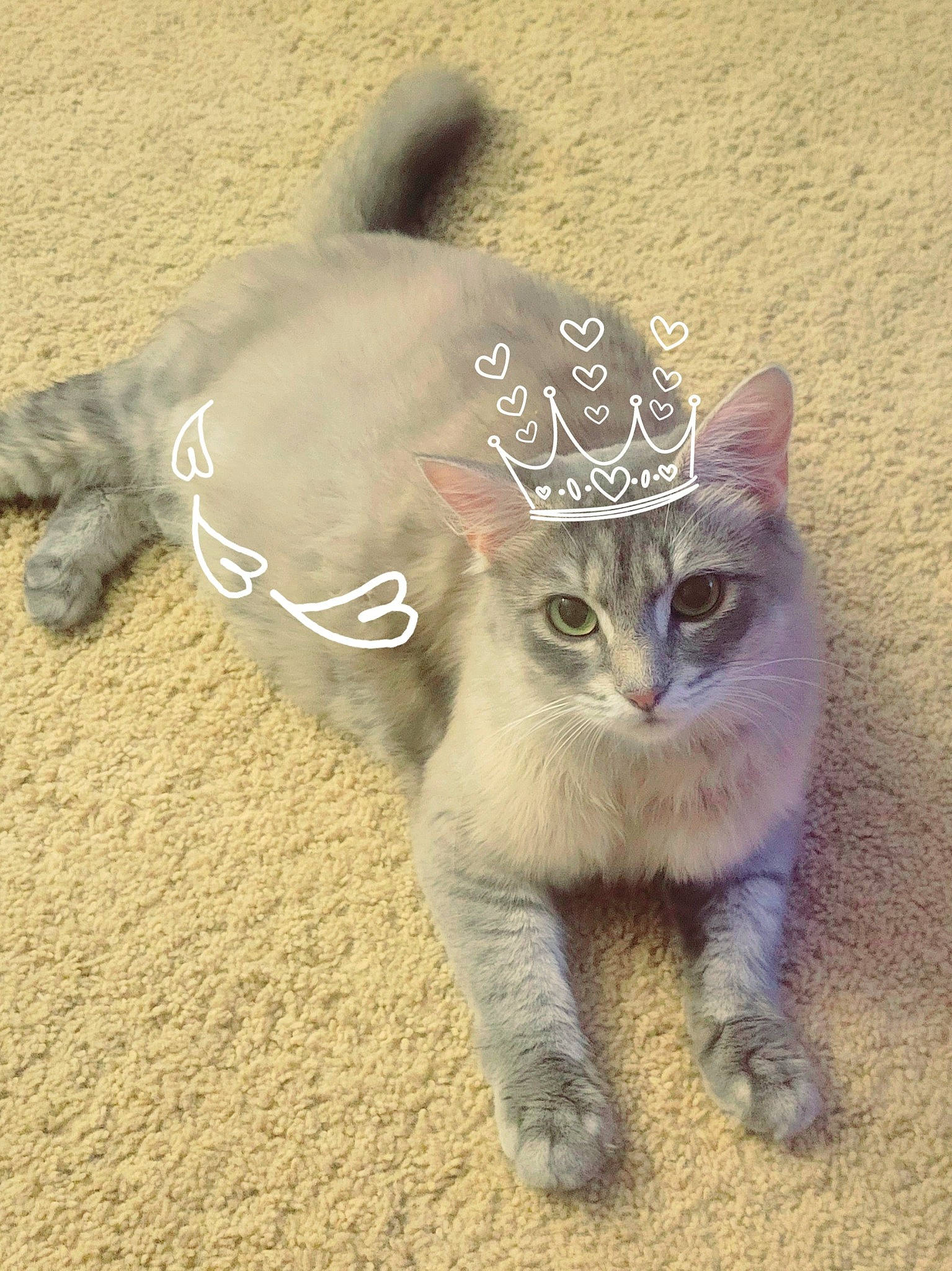 Penny joined the competition — help win amazing prizes! carnivore, cat, claw, collar, domestic_short_haired_cat, fashion_accessory, fawn, felidae, foot, fur, grass, paw, photo_caption, small_to_medium_sized_cats, snout, tail, terrestrial_animal, vertebrate, whiskers, window