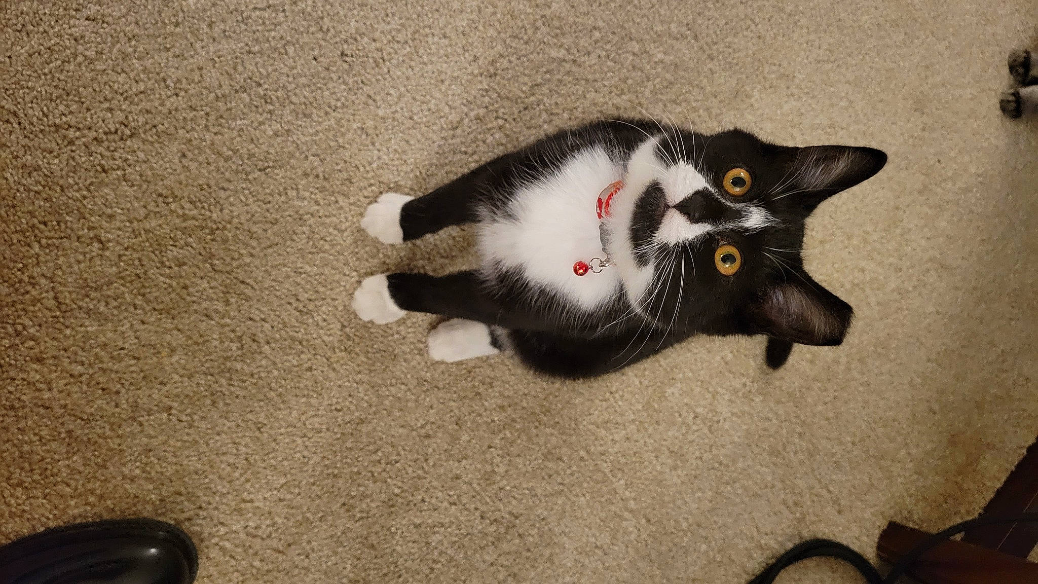 Boots is registered to the contest to win money with this photo: carmine, carnivore, cat, claw, domestic_short_haired_cat, felidae, flooring, fur, grey, paw, small_to_medium_sized_cats, snout, tail, whiskers