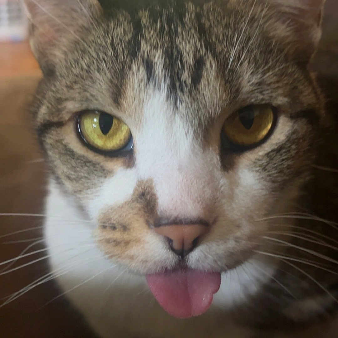 Marley joined the competition — help win amazing prizes! cat, tabby_cat, pet, animal, close_up, portrait, face, eyes, golden_eyes, tongue, whiskers, ears, fur, striped_fur, white_fur, indoor, home, warm_lighting, funny, sitting