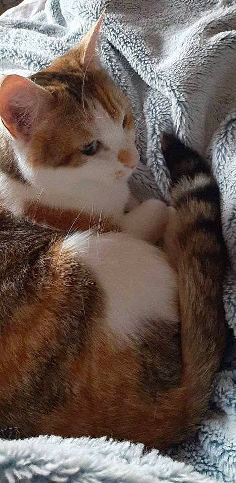 Petite participe au concours pour gagner de l'argent avec cette photo : aegean_cat, american_wirehair, asian, carnivore, cat, domestic_short_haired_cat, european_shorthair, fawn, felidae, fur, kitten, mammal, paw, polydactyl_cat, small_to_medium_sized_cats, snout, tabby_cat, whiskers