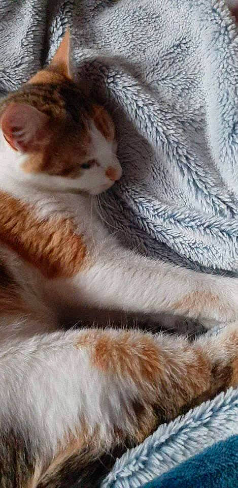 Petite participe au concours pour gagner de l'argent avec cette photo : aegean_cat, carnivore, cat, claw, european_shorthair, fawn, felidae, fur, kitten, mammal, paw, polydactyl_cat, scottish_fold, small_to_medium_sized_cats, tabby_cat, tail, whiskers